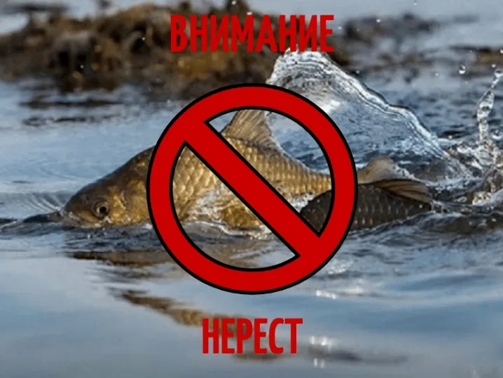 Операция «НЕРЕСТ»