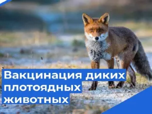 В Пильнинском округе идет вакцинация диких плотоядных животных против бешенства
