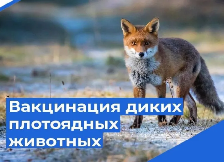 В Пильнинском округе идет вакцинация диких плотоядных животных против бешенства