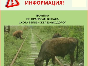 Памятка по выпасу крупного рогатого скота вблизи железнодорожных путей и правила его прогона