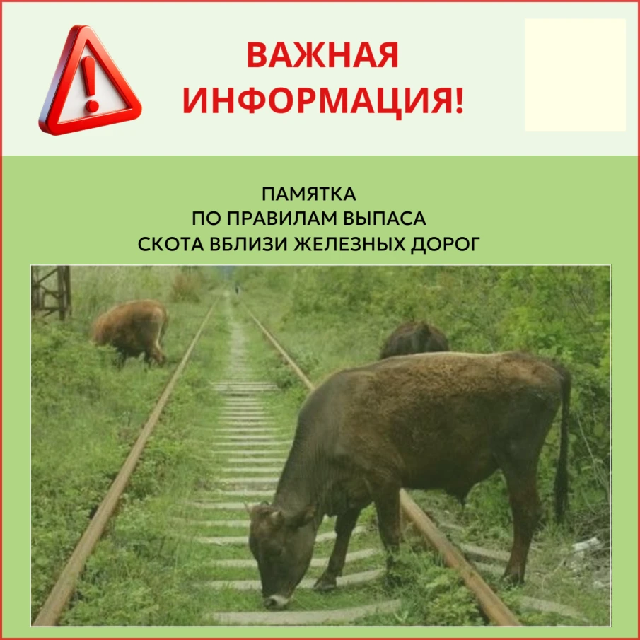 Памятка по выпасу крупного рогатого скота вблизи железнодорожных путей и правила его прогона