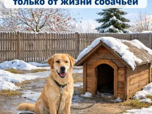 Этой публикацией мы обращаем ваше внимание на проблему бесхозяйных животных, которая обостряется с приходом тёплых весенних дней.