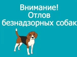 Отлов бездомных животных