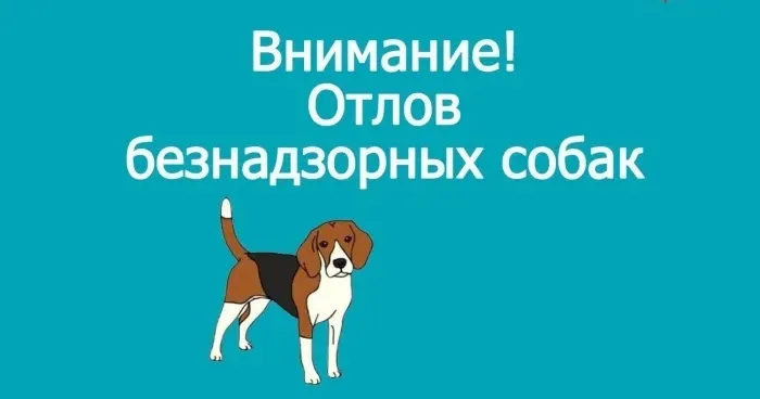 Отлов бездомных животных
