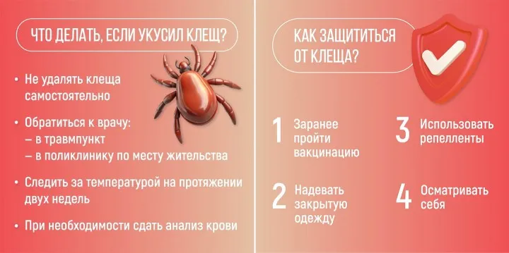 Роспотребнадзор напоминает, что делать, если присосался клещ