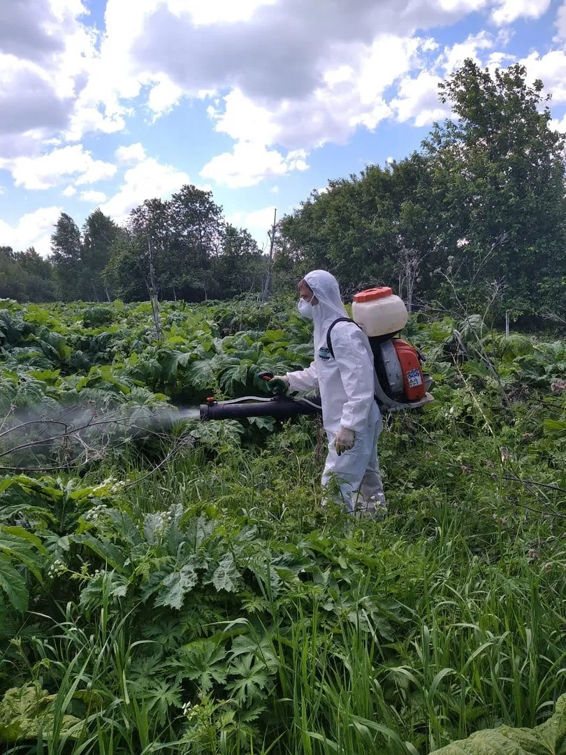 #БорщевикСосновского